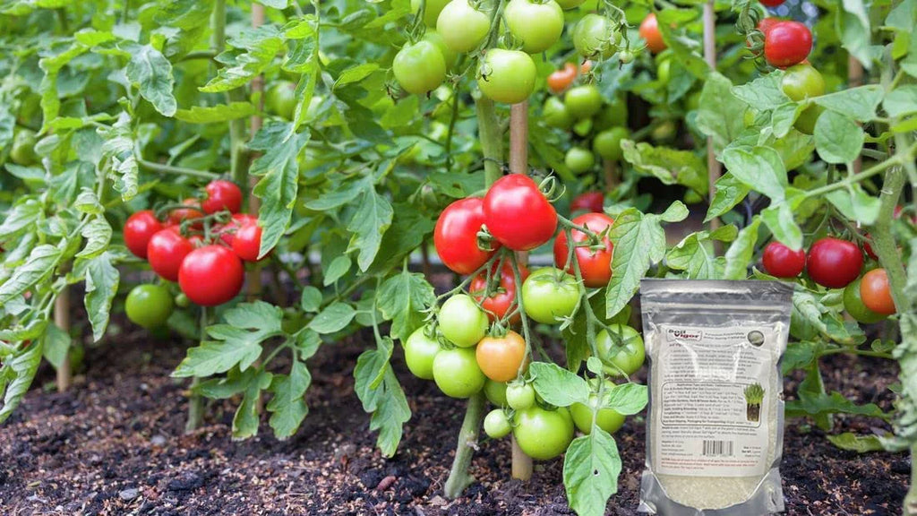 Potassium Polyacrylate Keep Moisture and Regulate The ph of Soil for Plant 5 Pounds